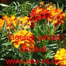 Aksamitn&iacute;k rozkladit&yacute;