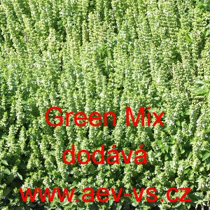 Bazalka prav&aacute; vonn&aacute; Green Mix