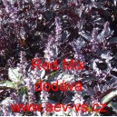 Bazalka prav&aacute; vonn&aacute; Red Mix