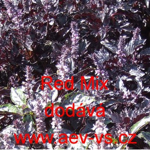 Bazalka prav&aacute; vonn&aacute; Red Mix