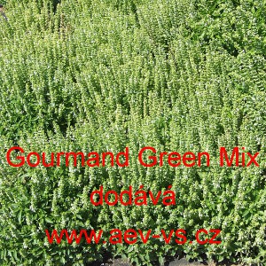 Bazalka prav&aacute; vonn&aacute; Gourmand Green Mix