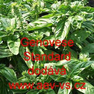 Bazalka prav&aacute; vonn&aacute; Genovese Standard