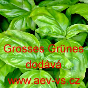 Bazalka prav&aacute; vonn&aacute; Grosses Gr&uuml;nes