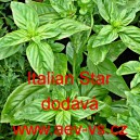 Bazalka prav&aacute; vonn&aacute; Italian Star