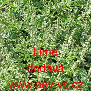 Bazalka prav&aacute; vonn&aacute; Lime