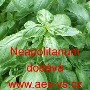 Bazalka prav&aacute; vonn&aacute; Neapolitanum