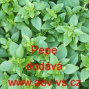 Bazalka prav&aacute; vonn&aacute; Pepe