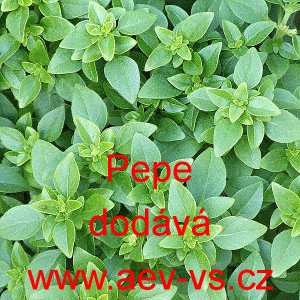 Bazalka prav&aacute; vonn&aacute; Pepe