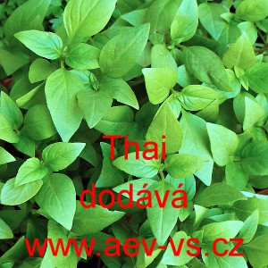 Bazalka prav&aacute; vonn&aacute; Thai