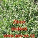 Bazalka prav&aacute; vonn&aacute; Zitron