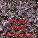 Bazalka prav&aacute; vonn&aacute; Bordeaux