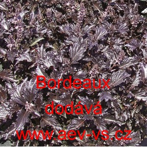 Bazalka prav&aacute; vonn&aacute; Bordeaux