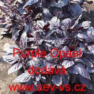 Bazalka prav&aacute; vonn&aacute; Purple Opaal