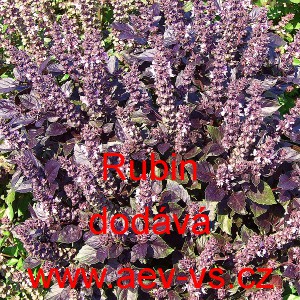 Bazalka prav&aacute; vonn&aacute; Rubin