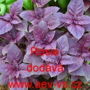Bazalka prav&aacute; vonn&aacute; Rosie