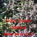 Bazalka prav&aacute; vonn&aacute; Siam Queen