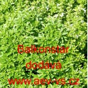 Bazalka prav&aacute; vonn&aacute; Balkonstar