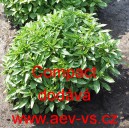 Bazalka prav&aacute; vonn&aacute; Compact