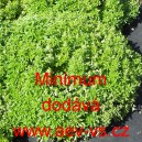 Bazalka prav&aacute; vonn&aacute; Minimum