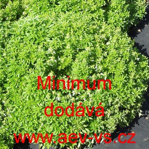 Bazalka prav&aacute; vonn&aacute; Minimum