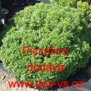 Bazalka prav&aacute; vonn&aacute; Piccolino