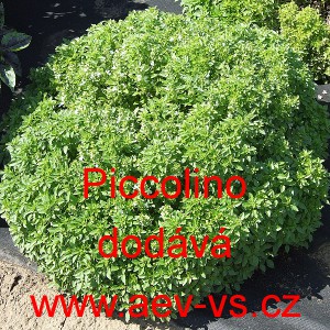 Bazalka prav&aacute; vonn&aacute; Piccolino