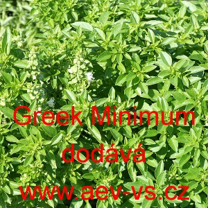 Bazalka prav&aacute; vonn&aacute;, řeck&aacute; Greek Minimum