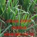Cibule zimn&iacute;
