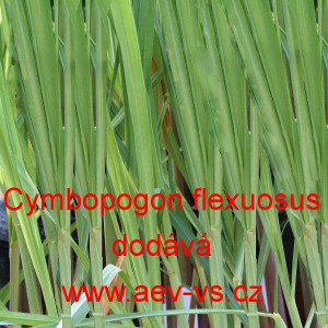 Citronov&aacute; tr&aacute;va