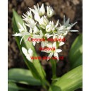 Česnek medvěd&iacute;