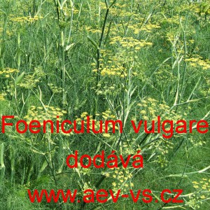 Fenykl obecn&yacute;