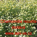 Heřm&aacute;nek l&eacute;kařsk&yacute;