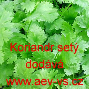 Koriandr set&yacute;