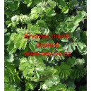 Krvavec men&scaron;&iacute;, obecn&yacute;