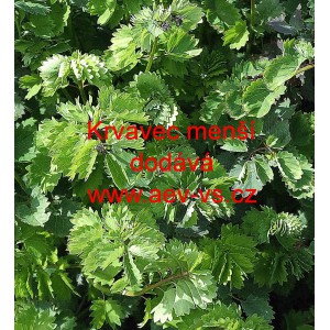 Krvavec men&scaron;&iacute;, obecn&yacute;