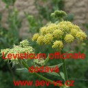 Libeček l&eacute;kařsk&yacute;