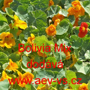 Lichořeři&scaron;nice vět&scaron;&iacute; Bolivia Mix