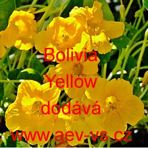 Lichořeři&scaron;nice vět&scaron;&iacute; Bolivia Yellow