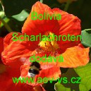 Lichořeři&scaron;nice vět&scaron;&iacute; Bolivia Scharlachroten