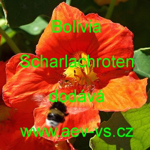 Lichořeři&scaron;nice vět&scaron;&iacute; Bolivia Scharlachroten