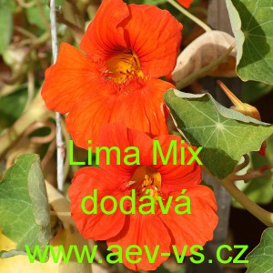 Lichořeři&scaron;nice vět&scaron;&iacute; Lima Mix