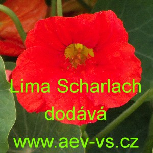 Lichořeři&scaron;nice vět&scaron;&iacute; Lima Scharlach