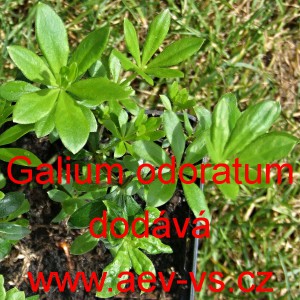 Mařinka vonn&aacute;, Sv&iacute;zel vonn&yacute;