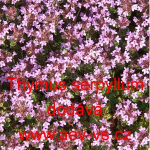 Mateř&iacute;dou&scaron;ka obecn&aacute; (&uacute;zkolist&aacute;)