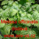 Meduňka l&eacute;kařsk&aacute;