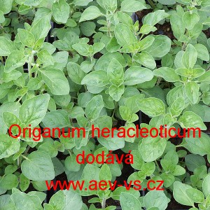 Oregano řeck&eacute;
