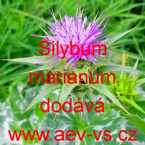 Ostropestřec mari&aacute;nsk&yacute;