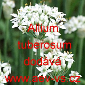 Pažitka česnekov&aacute;