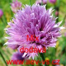 Pažitka pobřežn&iacute; Mix