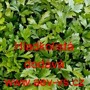 Petržel zahradn&iacute; Hladkolist&aacute;